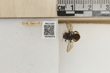 Media type: image;   Entomology 792474 Aspect: Labels